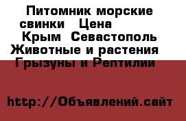 Питомник морские свинки › Цена ­ 3 000 - Крым, Севастополь Животные и растения » Грызуны и Рептилии   
